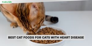 best cat foods for cats with heart disease