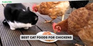 best cat foods for chickens