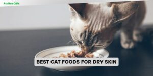 best cat foods for dry skin