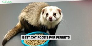 best cat foods for ferrets