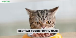 best cat foods for fiv cats