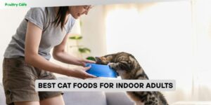 best cat foods for indoor adults