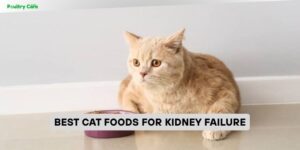 best cat foods for kidney failure