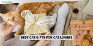 best cat gifts for cat lovers