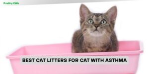 best cat litters for cat with asthma