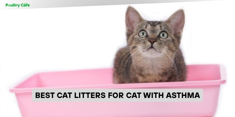 best cat litters for cat with asthma