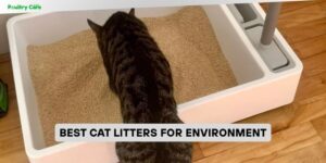best cat litters for environment