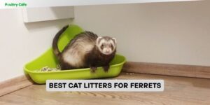 best cat litters for ferrets