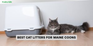 best cat litters for maine coons