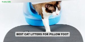 best cat litters for pillow foot