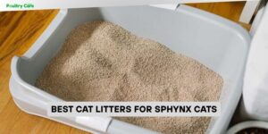 best cat litters for sphynx cats