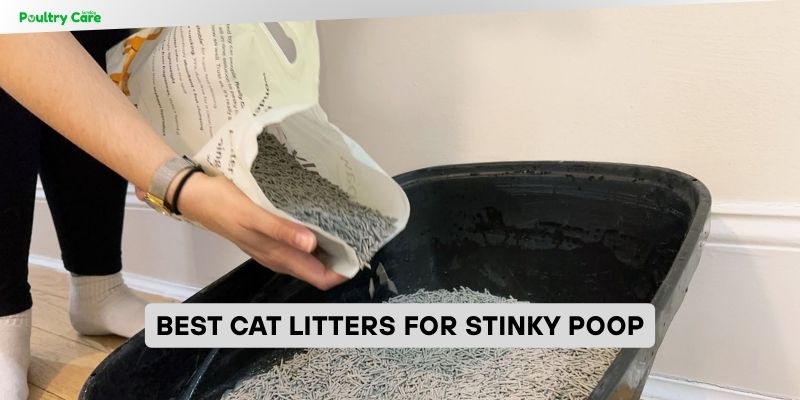 best cat litters for stinky poop
