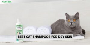 best cat shampoos for dry skin