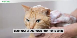 best cat shampoos for itchy skin