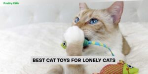 best cat toys for lonely cats