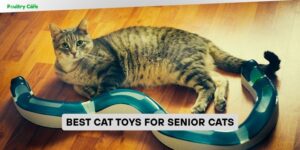 best cat toys for senior cats
