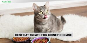 best cat treats for kidney disease