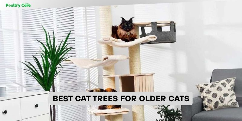 best cat trees for older cats