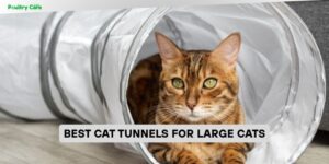 best cat tunnels for large cats