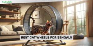 best cat wheels for bengals