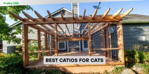 best catios for cats