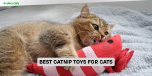 best catnip toys for cats