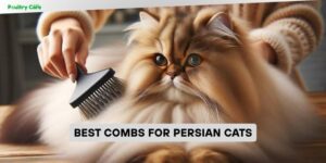 best combs for persian cats