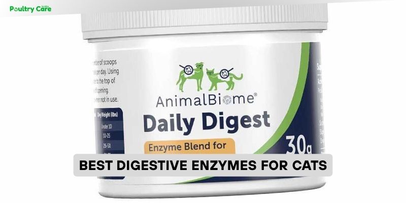 best digestive enzymes for cats