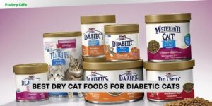 best dry cat foods for diabetic cats