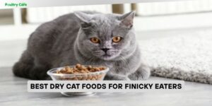 best dry cat foods for finicky eaters
