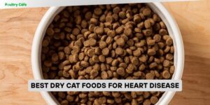 best dry cat foods for heart disease
