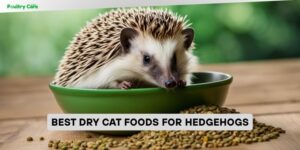 best dry cat foods for hedgehogs