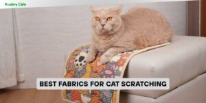 best fabrics for cat scratching