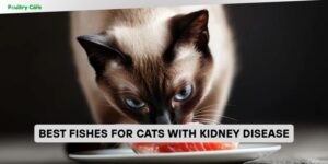 best fishes for cats with kidney disease