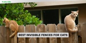 best invisible fences for cats