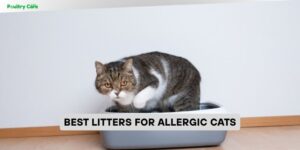 best litters for allergic cats
