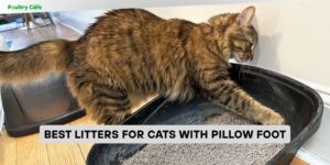 best litters for cats with pillow foot