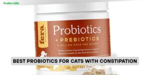 best probiotics for cats with constipation