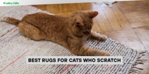best rugs for cats who scratch