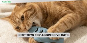best toys for aggressive cats