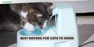 best waters for cats to drink
