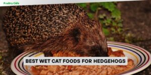 best wet cat foods for hedgehogs