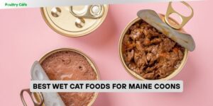 best wet cat foods for maine coons