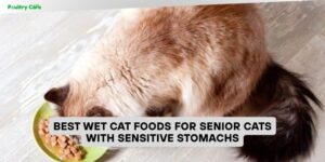 best wet cat foods for senior cats with sensitive stomachs
