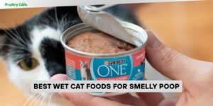 best wet cat foods for smelly poop
