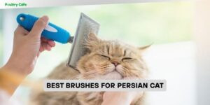 best brushes for persian cat