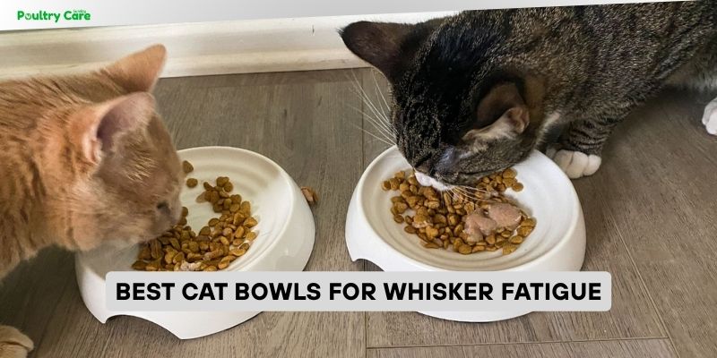 best cat bowls for whisker fatigue