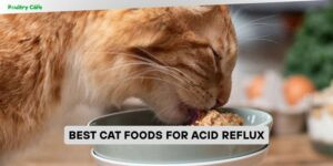 best cat foods for acid reflux