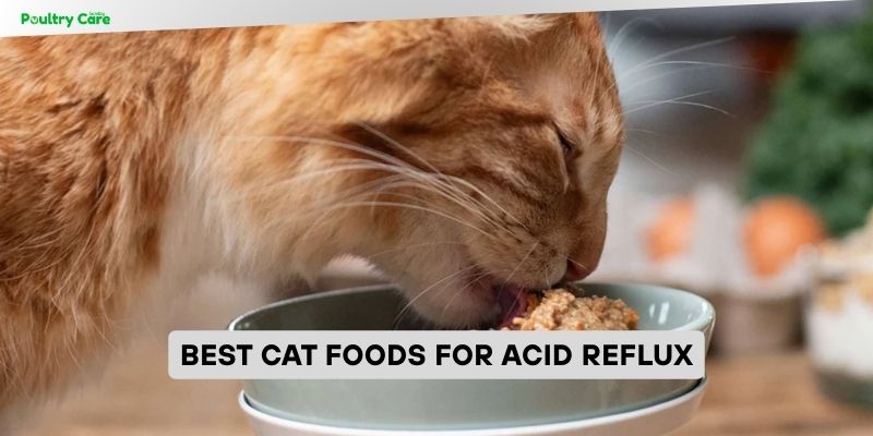 best cat foods for acid reflux