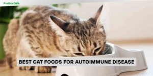 best cat foods for autoimmune disease